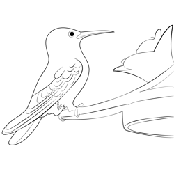 Violet Capped Hummingbird Free Coloring Page for Kids