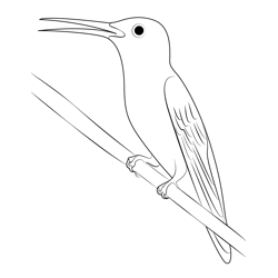 Violet Crowned Hummingbird 1 Free Coloring Page for Kids