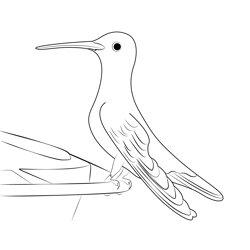 Violet Crowned Hummingbird Free Coloring Page for Kids