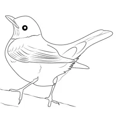 American Robin 10 Free Coloring Page for Kids