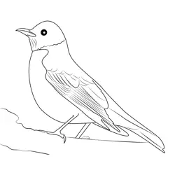 American Robin 11 Free Coloring Page for Kids