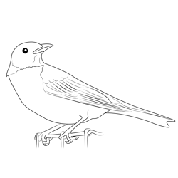 American Robin 12 Free Coloring Page for Kids