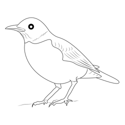 American Robin 15 Free Coloring Page for Kids