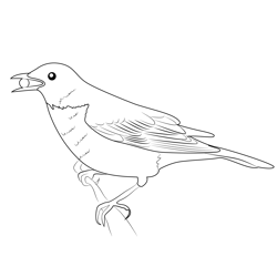 American Robin 16 Free Coloring Page for Kids