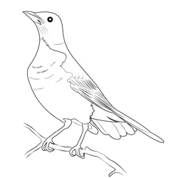 American Robin 17 Free Coloring Page for Kids