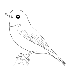 American Robin 18 Free Coloring Page for Kids