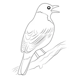 American Robin 19 Free Coloring Page for Kids