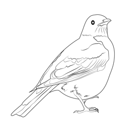 American Robin 4 Free Coloring Page for Kids