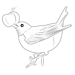American Robin 5 Free Coloring Page for Kids