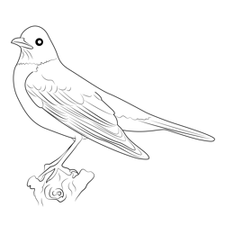 American Robin 7 Free Coloring Page for Kids
