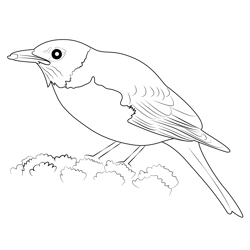 American Robin 8 Free Coloring Page for Kids
