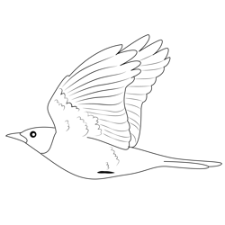 American Robin Fly Free Coloring Page for Kids