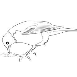 American Robin In Winter Free Coloring Page for Kids