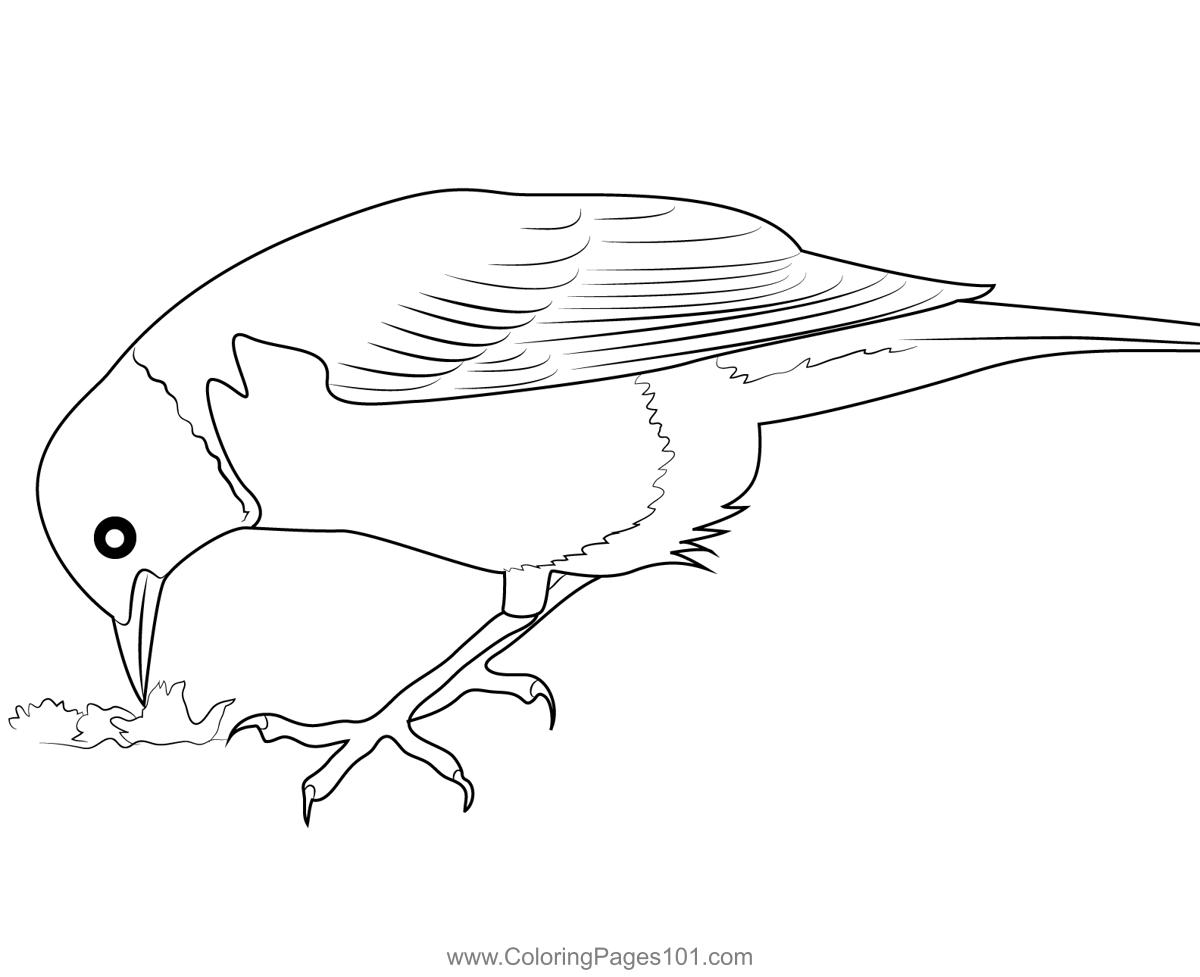 American Robin In Winter Coloring - American Robin In Winter 