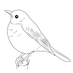 American Robin Free Coloring Page for Kids