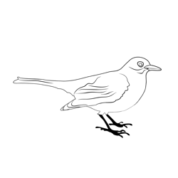 Blackbird 1 Free Coloring Page for Kids