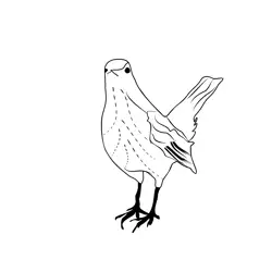 Blackbird05 Free Coloring Page for Kids