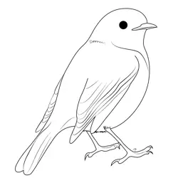 Cute American Robin Free Coloring Page for Kids