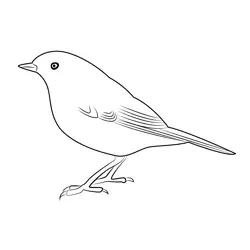 Robin Red Breast Bird Free Coloring Page for Kids