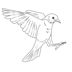 Robin in Flight Free Coloring Page for Kids