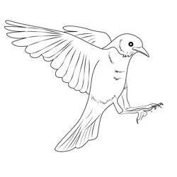 Robin in Flight Free Coloring Page for Kids