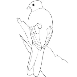 Adult Quetzal Free Coloring Page for Kids