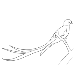 Beautiful Bird Free Coloring Page for Kids