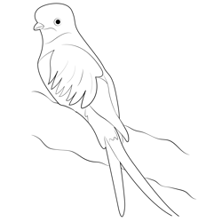 Beautiful Quetzal Free Coloring Page for Kids