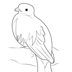 Big Quetzal Free Coloring Page for Kids