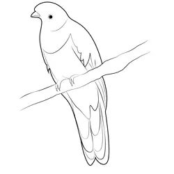 Crested Quetzal Free Coloring Page for Kids