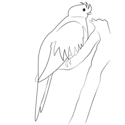 Male Quetzal Bird Free Coloring Page for Kids