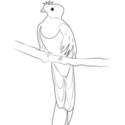 Male Quetzal Free Coloring Page for Kids