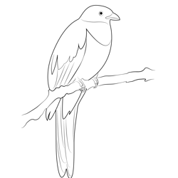 Quetzal Bird 3 Free Coloring Page for Kids