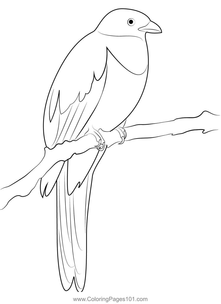 Quetzal Bird 3