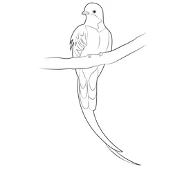 Quetzal Bird Free Coloring Page for Kids