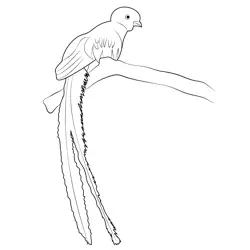 Quetzal Tropical Bird Free Coloring Page for Kids