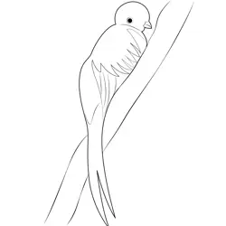 Quetzal Free Coloring Page for Kids