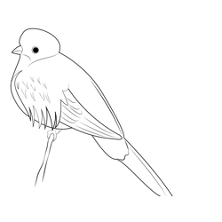 Singal Quetzal Free Coloring Page for Kids