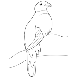 Wild Quetzal Bird Free Coloring Page for Kids