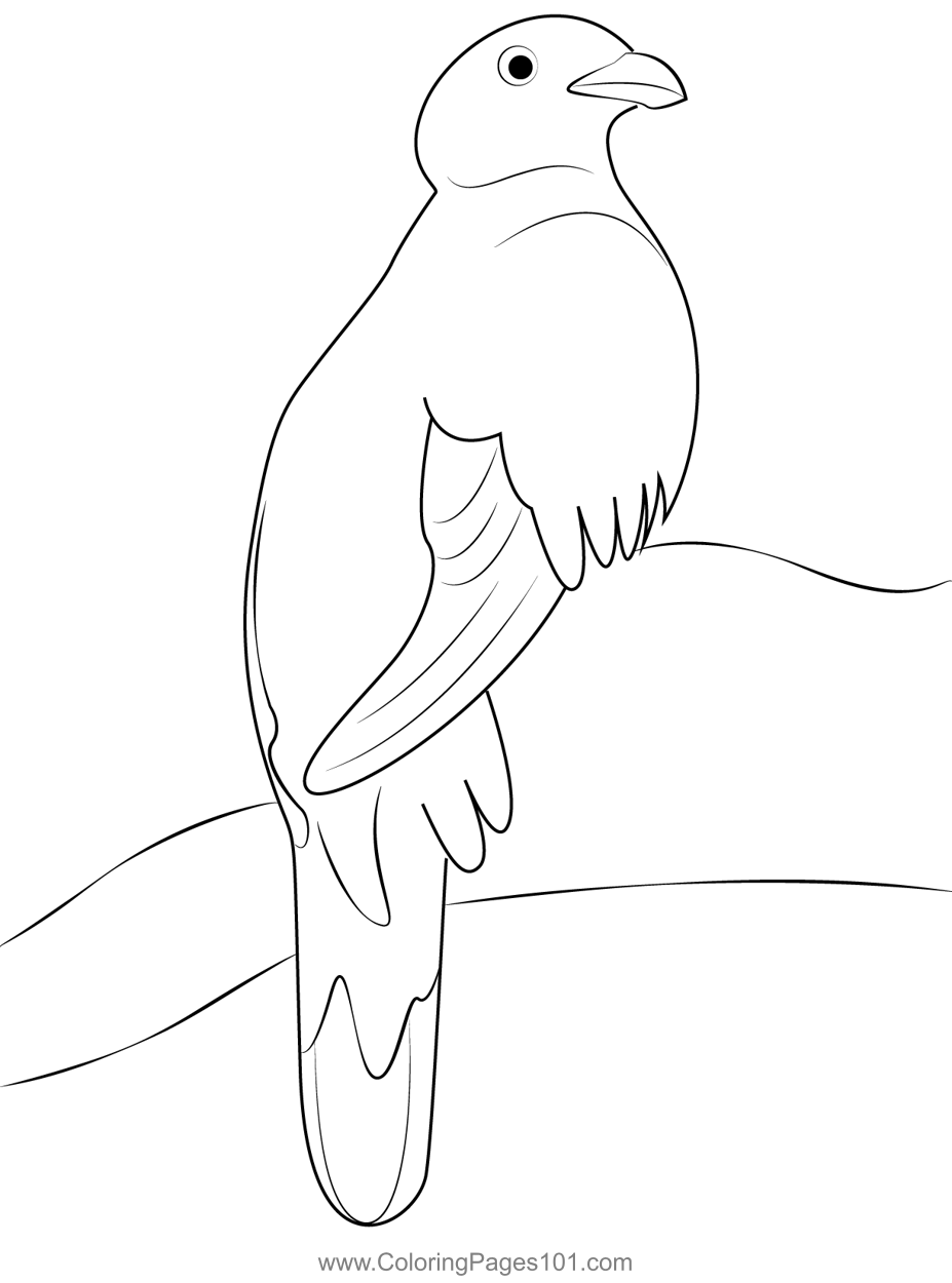 Wild Quetzal Bird