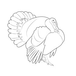 Bourbon Red Turkey Free Coloring Page for Kids