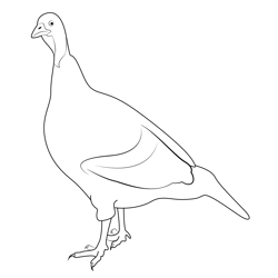 Bronze Turkey Hen Free Coloring Page for Kids