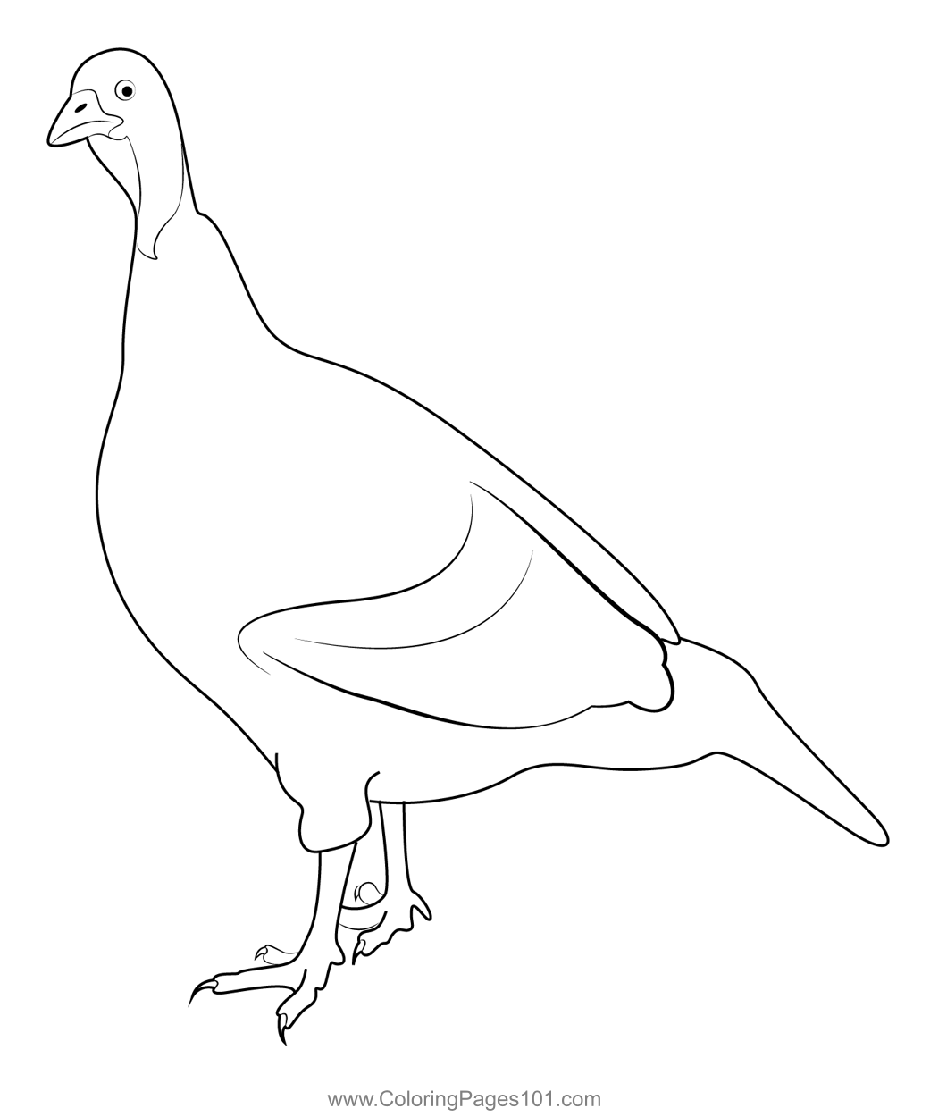 Bronze Turkey Hen