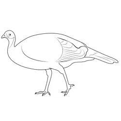 Female Turkey Free Coloring Page for Kids