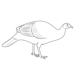 The Turkey Bird Free Coloring Page for Kids