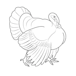 Walking Turkey Free Coloring Page for Kids