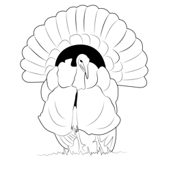 Wild Male Turkey Free Coloring Page for Kids