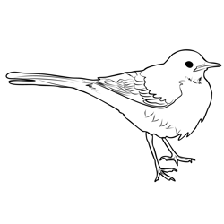 Grey Wagtail 1 Free Coloring Page for Kids