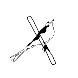 Grey Wagtail 2 Free Coloring Page for Kids