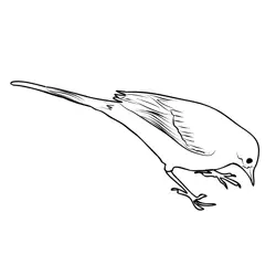 Grey Wagtail 3 Free Coloring Page for Kids